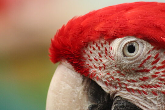 Close-up Of A Parrot