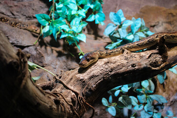 Brown Snake