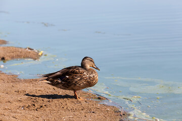 ducks in their natural habitat