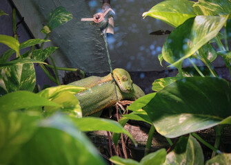Green Snake