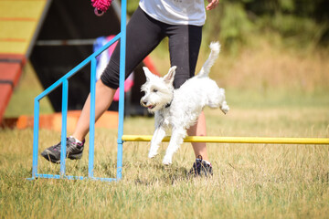 White dog is running agility.  Amazing evening, Hurdle having private agility training for a sports competition