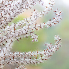 USA, Washington State, Seabeck. Seed head of Miscanthus sinensis grass.