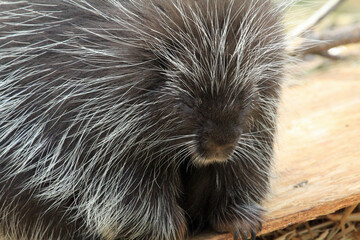 Porcupine