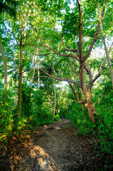 Footpath in the natural park Veuve Nature Reserve with overgrown trees in the forest