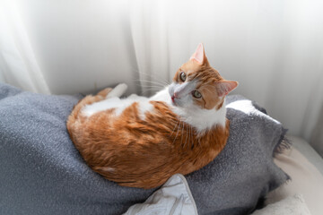 brown and white cat with yellow eyes lying on the sofa