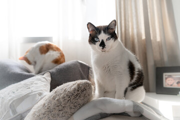  black and white cat with blue eyes sitting on the sofa, looks at the camera © magui RF
