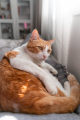 vertical composition. brown and white cat with yellow eyes sitting on the sofa