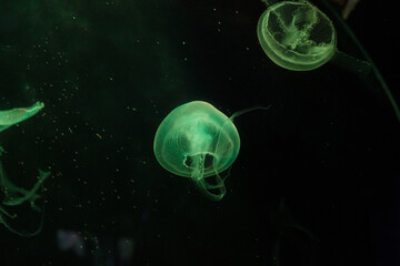Green Jellyfish