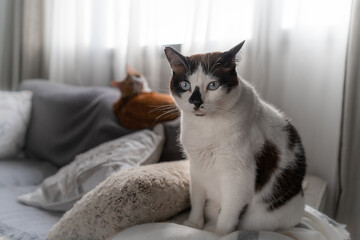 black and white cat with blue eyes sitting on the sofa, looks at the camera. close up