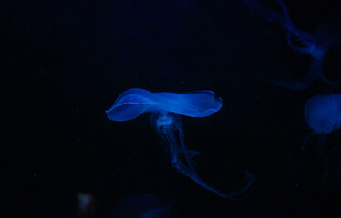 Blue Jellyfish