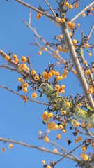 crabapple