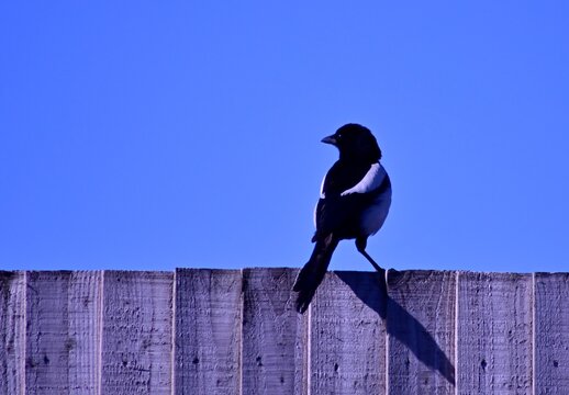 Low Angle View Of Bird Perching On Wooden Fence