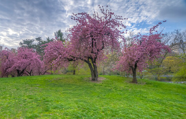 Central Park in spring