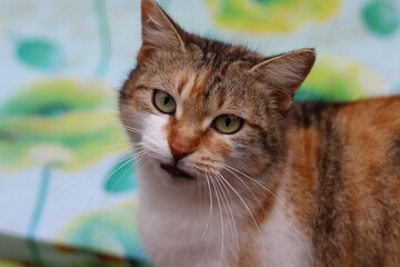 cat playing in the garden