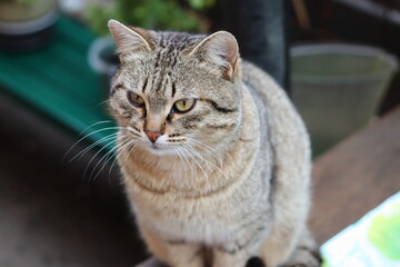 cat playing in the garden