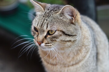 cat playing in the garden