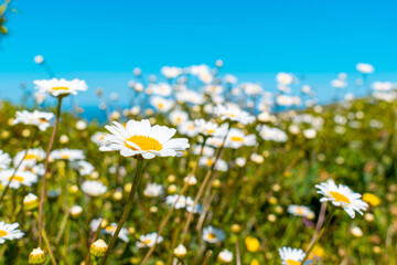Mums (Chrysanths) in a field