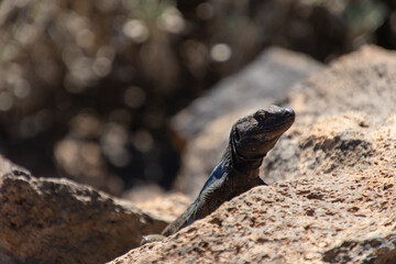 Gallotia galloti en el Parque Nacional del Teide