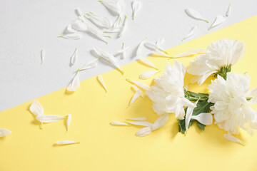 white chrysanthemum on gray and yellow background, colors of the year 2021, spring mood concept