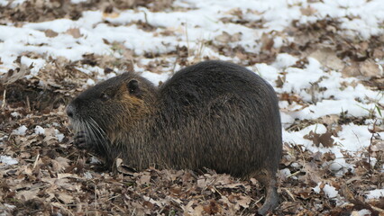 Nutria