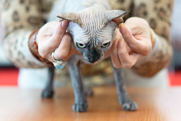 Young sphynx cat at the cat show with judge 