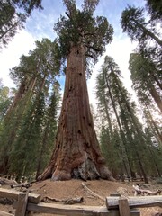 Sequoia