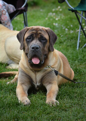 Fototapeta premium A bullmastiff lies on the grass during a dog show