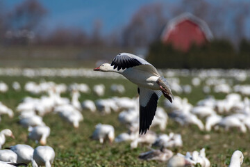 USA, Washington State, Skagit Valley. Lesser snow geese flock.