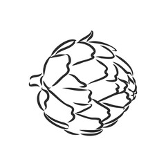 vector set of engraving illustration green vegetables artichoke on white background