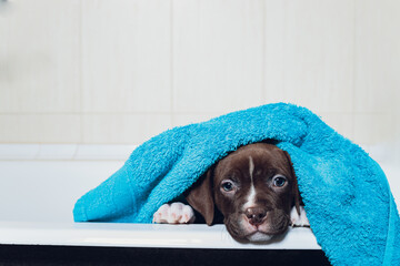 American Bully bathing, Pitbull, dog cleaning, dog wet a bath turquoise towel.