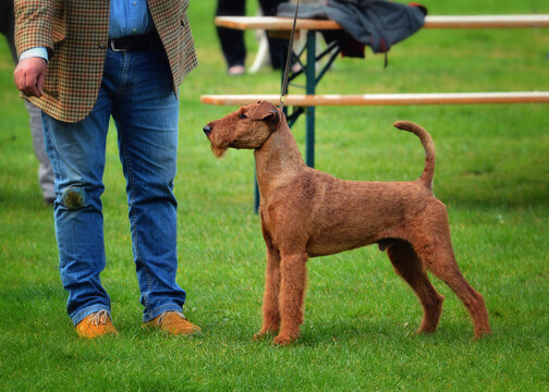 An Irish terrier on a leash with a guide during the dog show