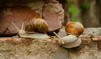 A pair of snails are crawling over the bricks of the building. The snails crawl one after the other. The concept of a relationship in a pair or submission. Leading by someone else.