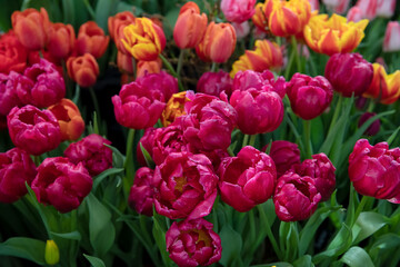 Spring exhibition of beautiful tulips of different colors. Fresh flowers at the flower exhibition