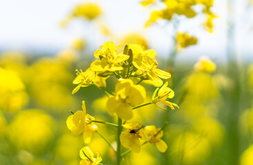 Obraz premium 春桜菜の花