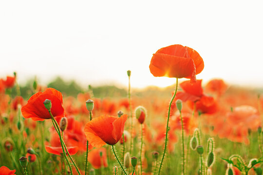 Red poppy on sunrise. Poppy field on dawn light. Beautiful wild flower.  Soft selective focus.