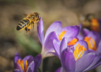 Fliegende Biene über lila Blüten