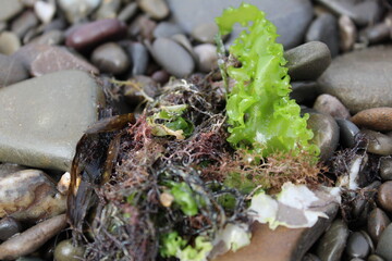 close-up of the seaweed plant on the beach on the rocks 