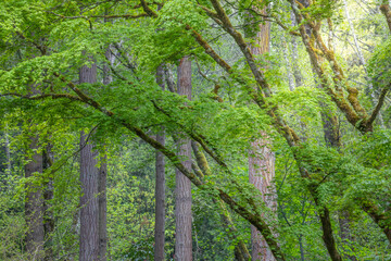 USA, Washington State, Bainbridge Island. Maple and Douglas fir trees in forest.