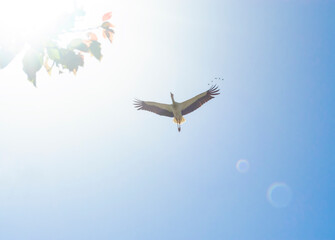 White Stork overhead. A magnificent white stork shows the finery of its plumage as it passes overhead in the sky on background of the sun. a wedge of flying birds near