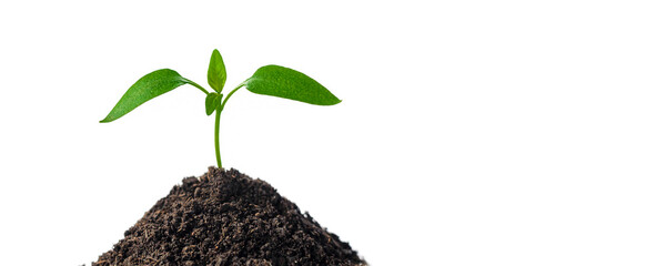 Spring small green sprout grows on the ground. Isolated on white background with copy space. Tomato...