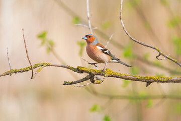 chaffinch in spring forest on a branch