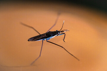 Brown water beetle "water skater" with long legs sits on the water.