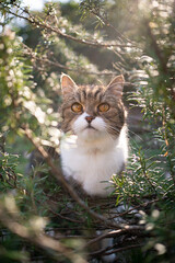 Naklejka na ściany i meble tabby white british shorthair cat sitting amidst green rosemary bush outdoors in sunny nature looking