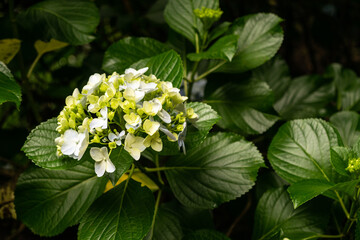 Uma Hortência no meu Jardim