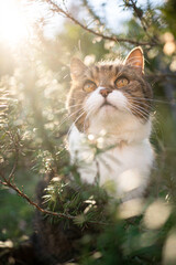 tabby white british shorthair cat sitting amidst green rosemary bush outdoors in sunny nature looking up in the sky