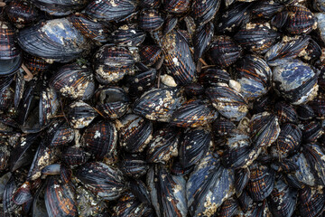 USA, Washington State, Salt Creek Recreation Area. Close-up of California mussels on beach.