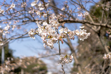 春桜菜の花