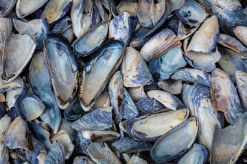 USA, Washington State, Salt Creek Recreation Area. Close-up of California mussel shells.