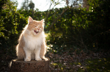 Naklejka na ściany i meble cream colored beige white maine coon cat sitting on stree stump outdoors in sunny nature licking lips with copy space