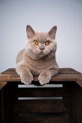 6 month old lilac british shorthair kitten resting on wooden crate looking curiously with copy space